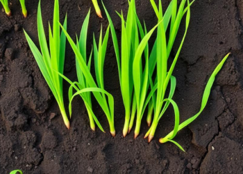 Rice seedlings reveal a 24-hour anatomical switch that controls oxygen leakage into flooded soils