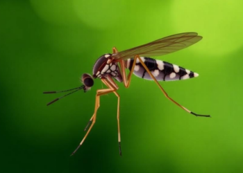 Inducible dCas12a tool widens CRISPR gene control in malaria parasite