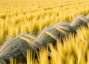 Treated Wastewater Irrigation Boosts Barley Yields Without Harming Seed Quality