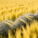 Treated Wastewater Irrigation Boosts Barley Yields Without Harming Seed Quality