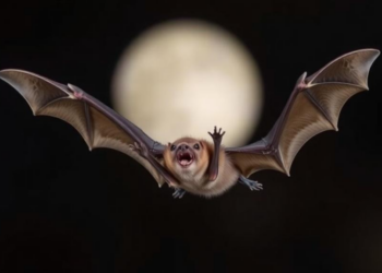 Crowded Skies, Clever Calls: How Gray Bats Tune Echolocation to Group Size and Obstacles