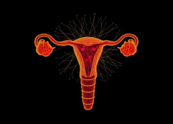 Single-Cell Map Reveals How Embryonic Ducts Build or Abandon the Female Reproductive Tract