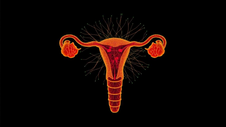 Single-Cell Map Reveals How Embryonic Ducts Build or Abandon the Female Reproductive Tract