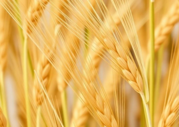 Two Decades of Surveillance Reveal a Wheat Pathogen’s Shifting Virulence and the Genes That Still Hold