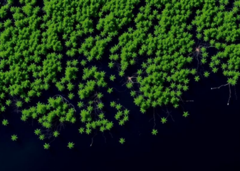 Warming Air, Shifting Green: Satellites Reveal How Brazilian Mangroves Respond to Rising Temperatures