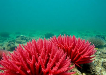 Fossil Red Algae From India Reveal How Ancient Reefs Survived Extreme Greenhouse Warmth
