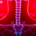 Red Light Before Implantation Primes Stem Cell Mitochondria to Rebuild Tracheal Cartilage