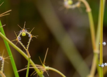 Molecular Gatekeepers: How RNA-Binding Proteins Awaken Parasitic Weed Seeds