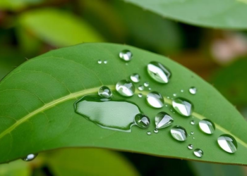 Leaf Water Repellency Readings Shift With Season and Setting, Study Finds