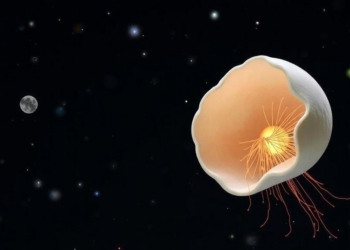Eggshells, an Unlikely Muse, Could Shield Spacecraft From Debris