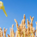 Selenium Spray Could Turn Sorghum Into a Hidden Nutrition Powerhouse
