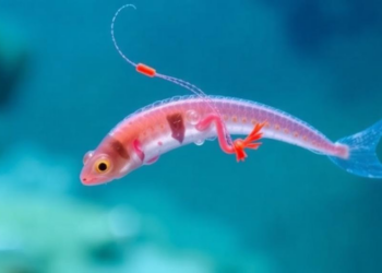 Flesh-Eating Vibrio Study Warns a Widely Used Diagnostic Score Misses Deadly Infections