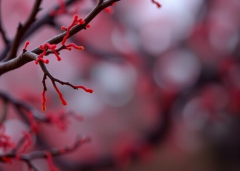 Oak Tree Bacterium Identified in Human Infection for the First Time