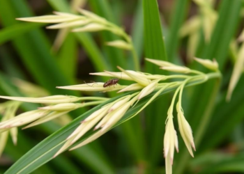 Rice Leaves Sound the Alarm Within Minutes: New Map Reveals How Wounds Rewire Plant Defenses