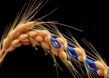 Barley’s Hidden Stress Switches: Scientists Map the CCO Gene Family for the First Time