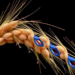 Barley’s Hidden Stress Switches: Scientists Map the CCO Gene Family for the First Time