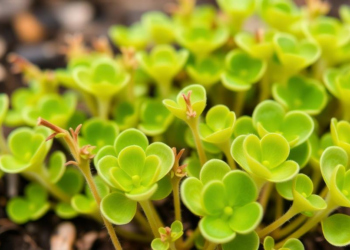 Hairy Bittercress Conquers Japan’s Temperature Gradient With Four Genetic Clusters