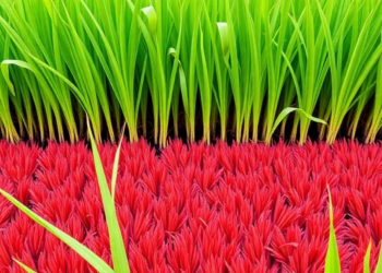 Hidden Microbes Beneath Thailand’s Sacred Red Rice Could Replace Chemical Fertilizers