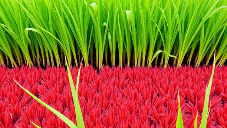 Hidden Microbes Beneath Thailand’s Sacred Red Rice Could Replace Chemical Fertilizers