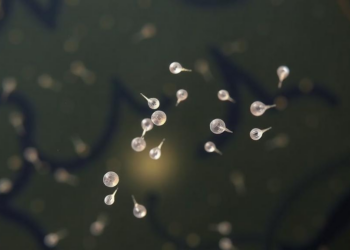 Sudden pH Shifts in Lab Tests Exaggerate How Diatoms Respond to Ocean Acidification