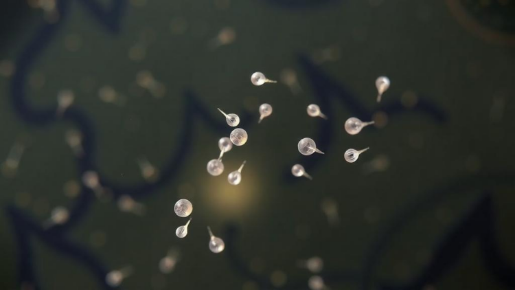 Sudden pH Shifts in Lab Tests Exaggerate How Diatoms Respond to Ocean Acidification