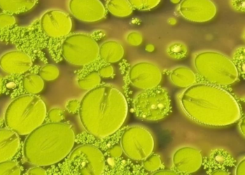 Algal Blooms Are Quietly Draining Carbon From Lake Sediments, Study Warns