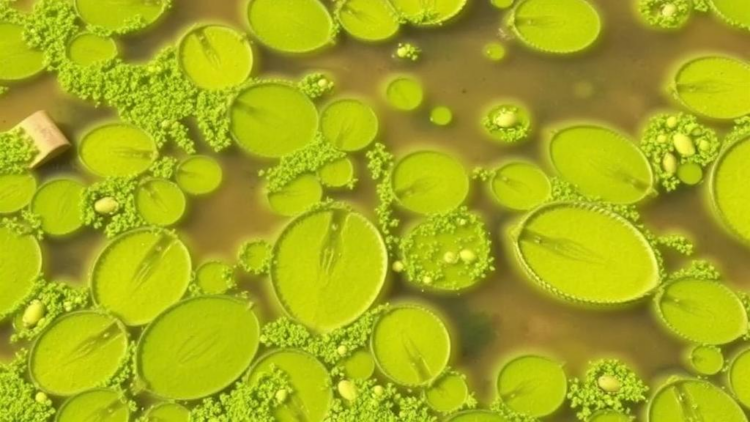 Algal Blooms Are Quietly Draining Carbon From Lake Sediments, Study Warns