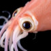 Squid Skin Is Covered in Hair Cells That Could Reveal How Human Hearing Fails