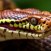 Zinc-Gripping Toxins: New Therapies Take Aim at Snake Venom Metalloproteinases
