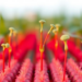 Silver Vanadate Nanorods Turn Wasted Green Light Into Red Fuel for Crop Growth