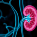 Scientists Discover a Lipid-Gated Calcium Channel That Drives Diabetic Kidney Damage