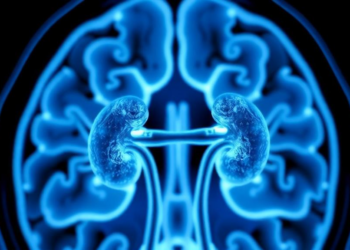 Citrate-Coated Gadolinium Nanoparticles Boost MRI Contrast While Clearing Through Kidneys