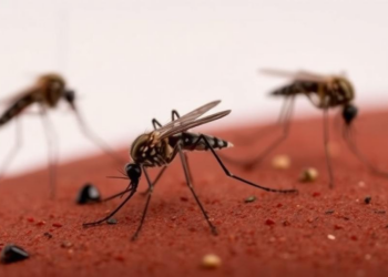 Mosquitoes, Climate Data Could Give East Africa Early Warning of Chikungunya