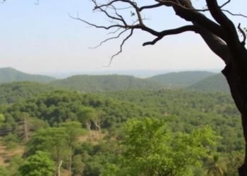 Can Shared Power Save Ethiopia’s Forests? A Decade of Community Governance Put to the Test