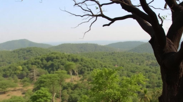 Can Shared Power Save Ethiopia’s Forests? A Decade of Community Governance Put to the Test