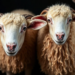 Why Some Sheep Are Born to Beat a Deadly Blood-Sucking Parasite