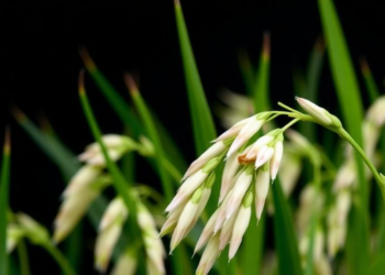 Why Some Rice Panicles Turn White: A Single Genetic Fault Disrupts Chlorophyll’s Protective Shield