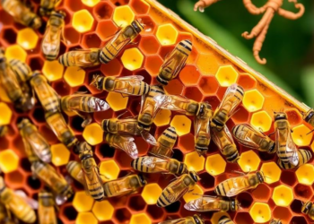 Honey Bee Colonies Are Superorganisms, and Beekeeping May Need to Catch Up