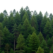 Climate Models Predict Steep Habitat Loss for Endangered Himalayan Timber Tree